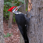 تحميل صوت نقار الخشب الحقيقي mp3