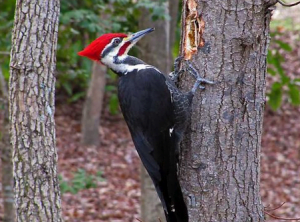 تحميل صوت نقار الخشب الحقيقي بصيغة MP3