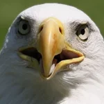 تحميل صوت نسر بصيغة mp3 بجودة عالية