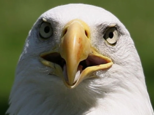 تحميل صوت نسر mp3