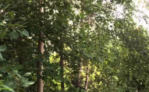 تحميل صوت احتكاك أوراق الشجر MP3