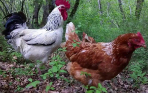 تحميل صوت الدجاج mp3