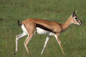 تحميل صوت الغزال mp3