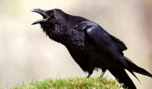 تحميل صوت غراب مخيف mp3