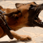 تحميل صوت نباح الكلاب المخيف MP3 بجودة عالية