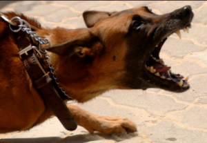 تحميل صوت نباح الكلاب مخيف mp3