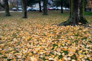 تحميل أصوات ورق الشجر بصيغة MP3