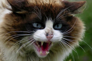تحميل صوت قطة متوحشة وشرسة mp3